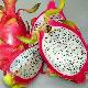 Pitaya, Fruit du dragon