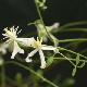 Cl�matite � petites fleurs flammula
