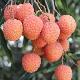 Litchi Kwai May Pink