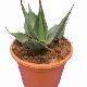 Agave de Havard