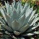 Agave de Havard
