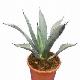 Agave de Franzosini