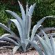 Agave de Franzosini