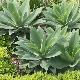 Agave attenuata