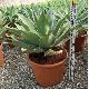 Agave attenuata