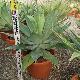 Agave attenuata
