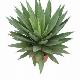 Agave augustifolia