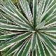 Agave augustifolia