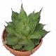 Agave chiapensis