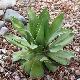 Agave chiapensis