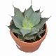 Agave Parryi