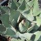 Agave Parryi