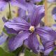 Clematite integrifolia 'Durandii'