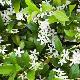 Jasmin �toil�