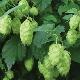 Houblon