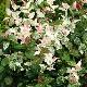 Jasmin �toil� Tricolor