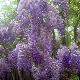Glycine de Chine Flore Pleno