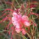 Grevillea de Johnson