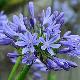 Agapanthe umbellatus