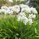 Agapanthe umbellatus blanche 