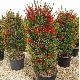 Callistemon Splendens