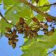 Paulownia imp�rial 