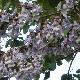 Paulownia imp�rial 