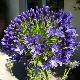 Agapanthe � fleurs bleu fonc�