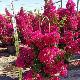 Bougainvillier rouge Vera 
