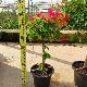 Bougainvillier hybride multicolore