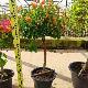 Bougainvillier hybride multicolore
