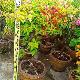 Bougainvillier hybride multicolore