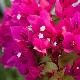 Bougainvillier nain 'Mini Thai'