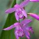 Orchid�es terrestres striata purple