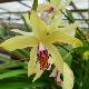 Orchid�es terrestres striata yellow