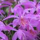 Orchid�es terrestres tongariro
