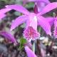 Orchid�es terrestres tongariro