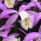 Orchid�es terrestres formosana