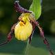Orchid�es terrestres Emil
