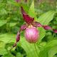 Orchid�es terrestres Gisella