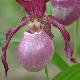Orchid�es terrestres Philipp