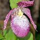 Orchid�es terrestres Sabine
