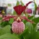 Orchid�es terrestres Ventricosum red