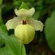 Orchid�es terrestres flavum