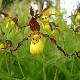 Orchid�es terrestres parviflorum