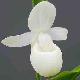 Orchid�es terrestres reginae alba
