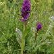 Orchid�es terrestres alpestris