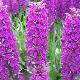 Orchid�es terrestres foliorella