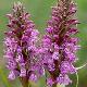 Orchid�es terrestres majalis
