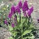 Orchid�es terrestres purpurella